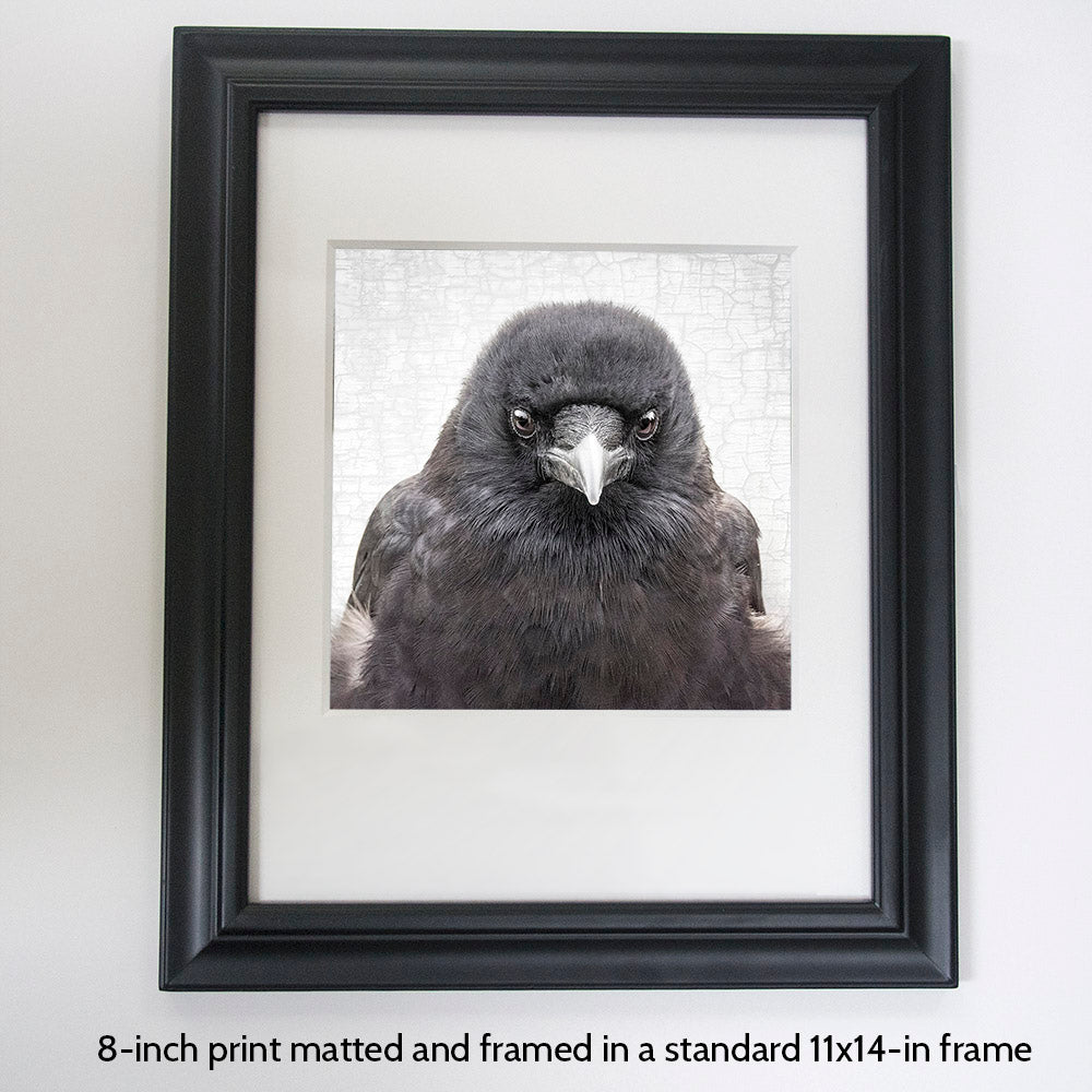 UNDERSTANDING - Fine Art Print, Crow Portrait Series
