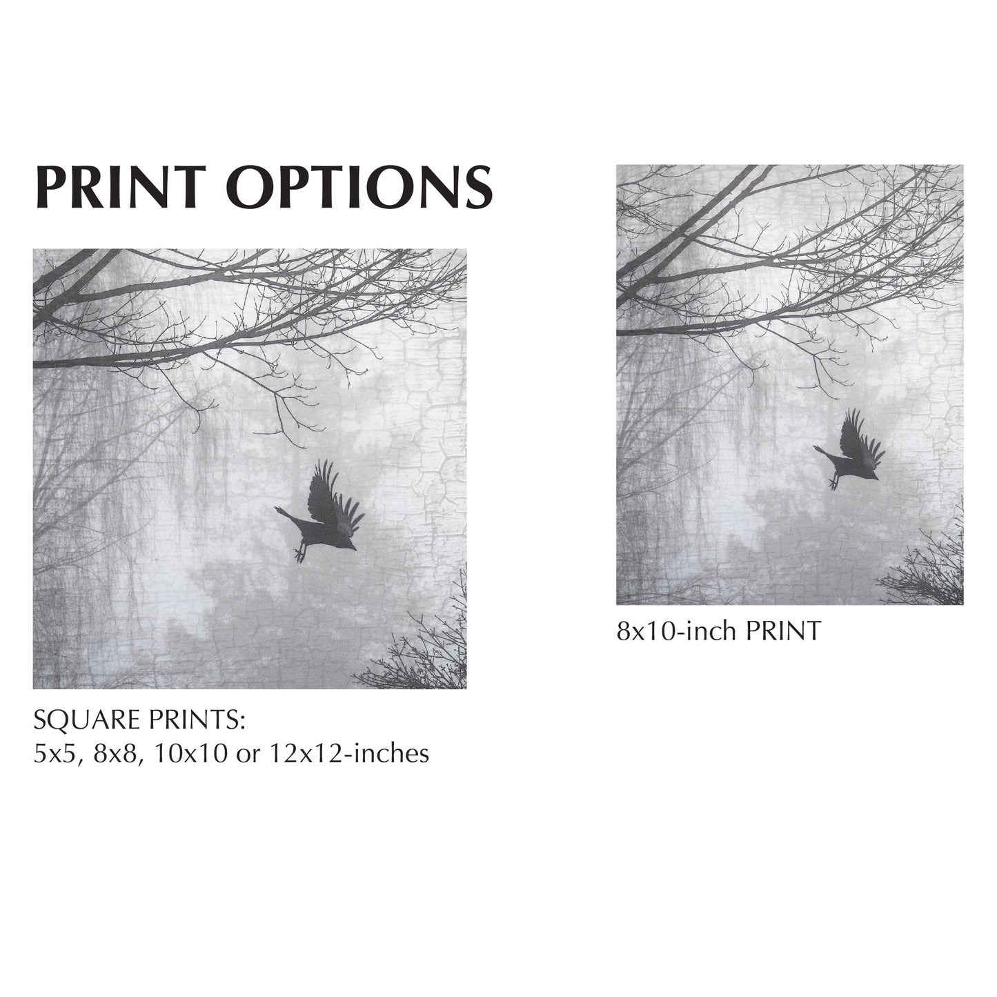 INTO THE MYST-ISH - Fine Art Print, Crow Portrait Series