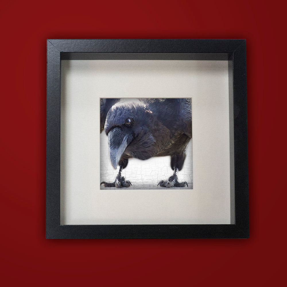 NEVERMORE - Fine Art Print, Raven Portrait Series