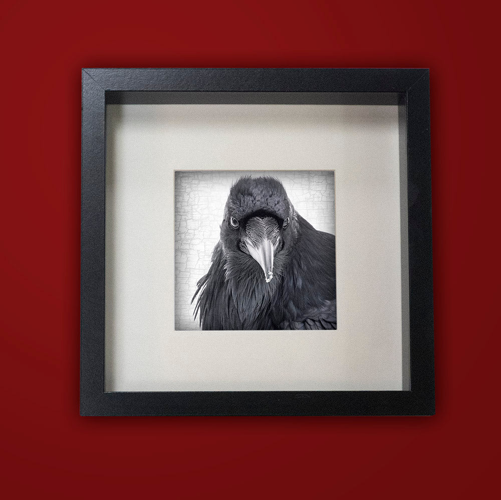 Raven Print Framed - Red BG