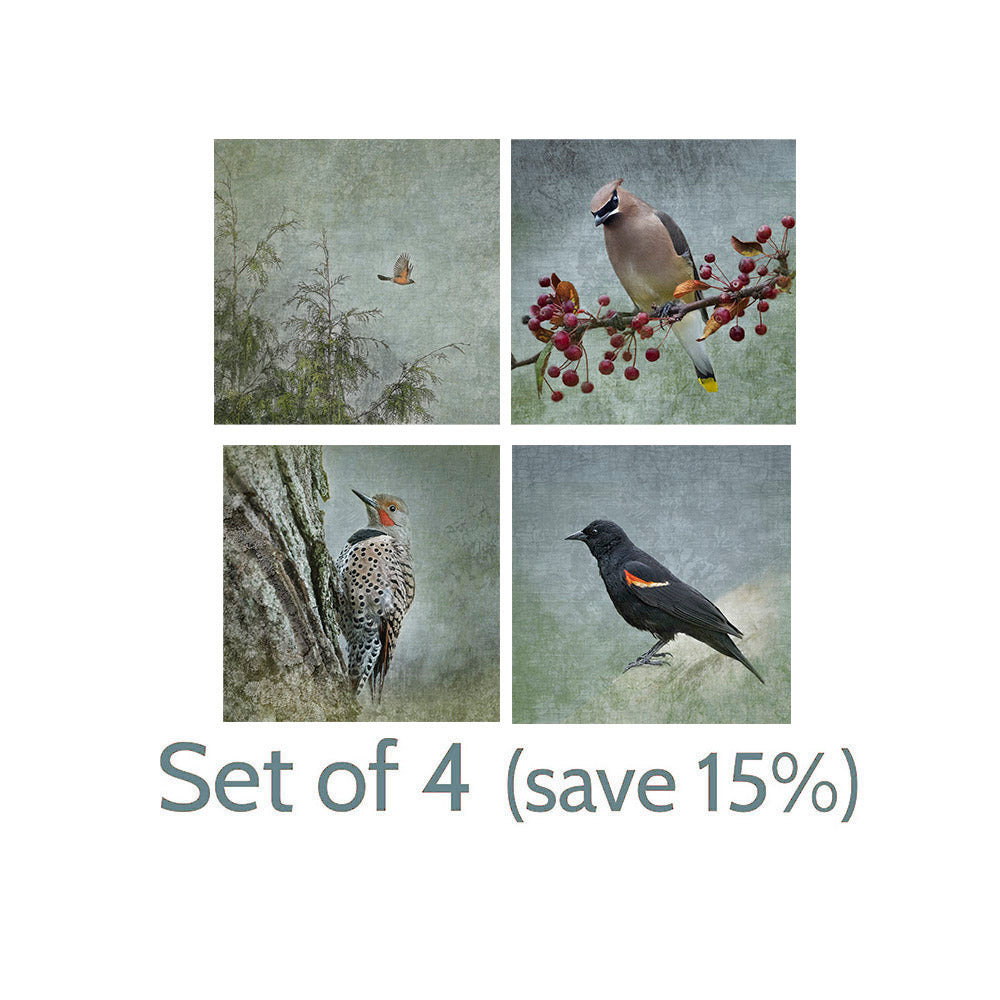 NORTHERN PYGMY OWL - Fine Art Print, Garden Birds Series