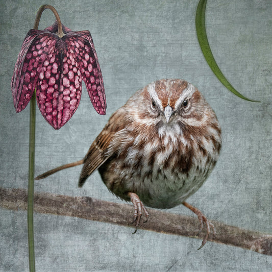 SONG SPARROW WITH FRITILLARIA - Fine Art Print, Garden Birds Series