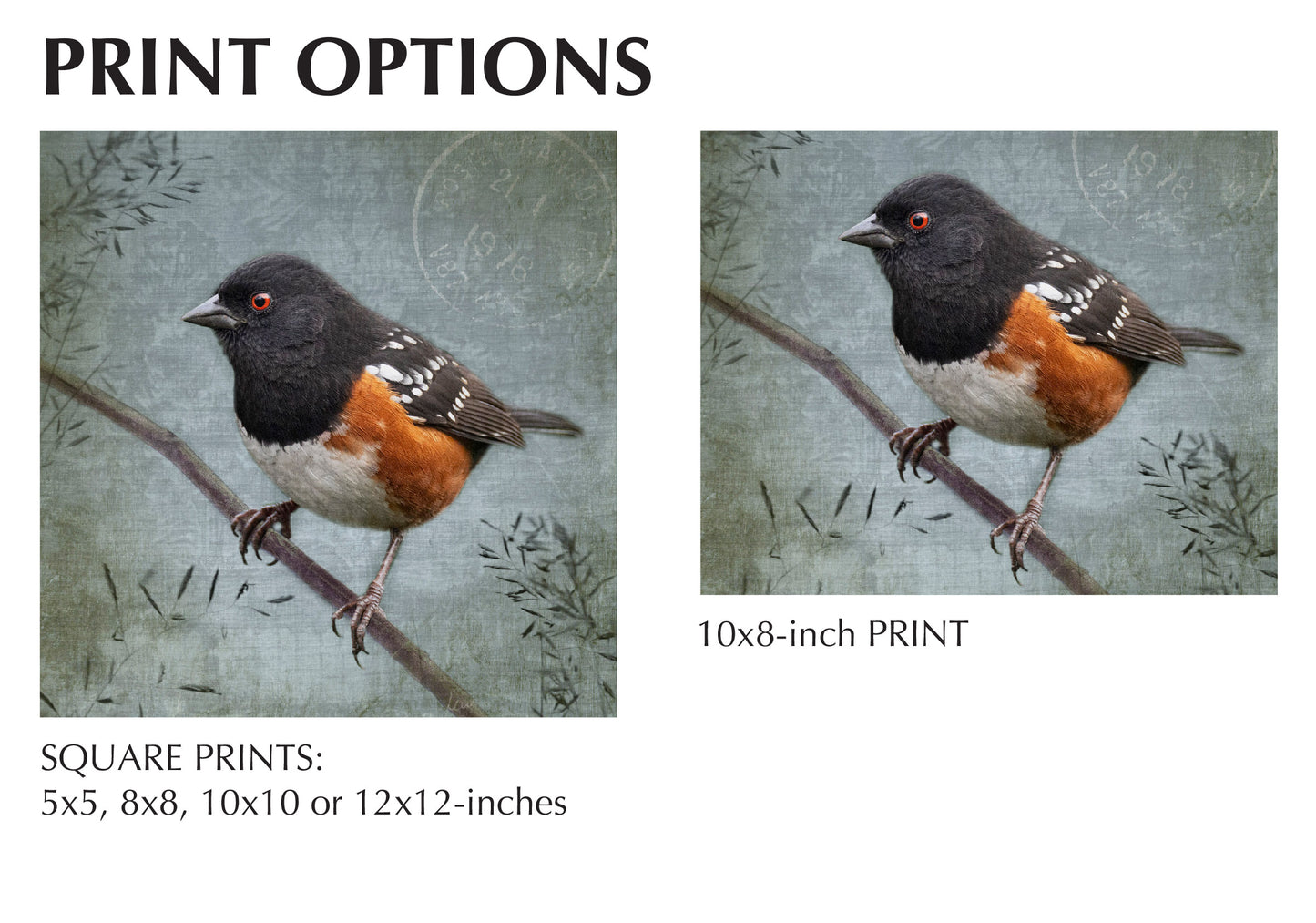 SPOTTED TOWHEE - Fine Art Print, Garden Birds Series