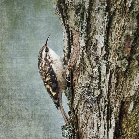 BROWN CREEPER - Fine Art Print, Garden Birds Series