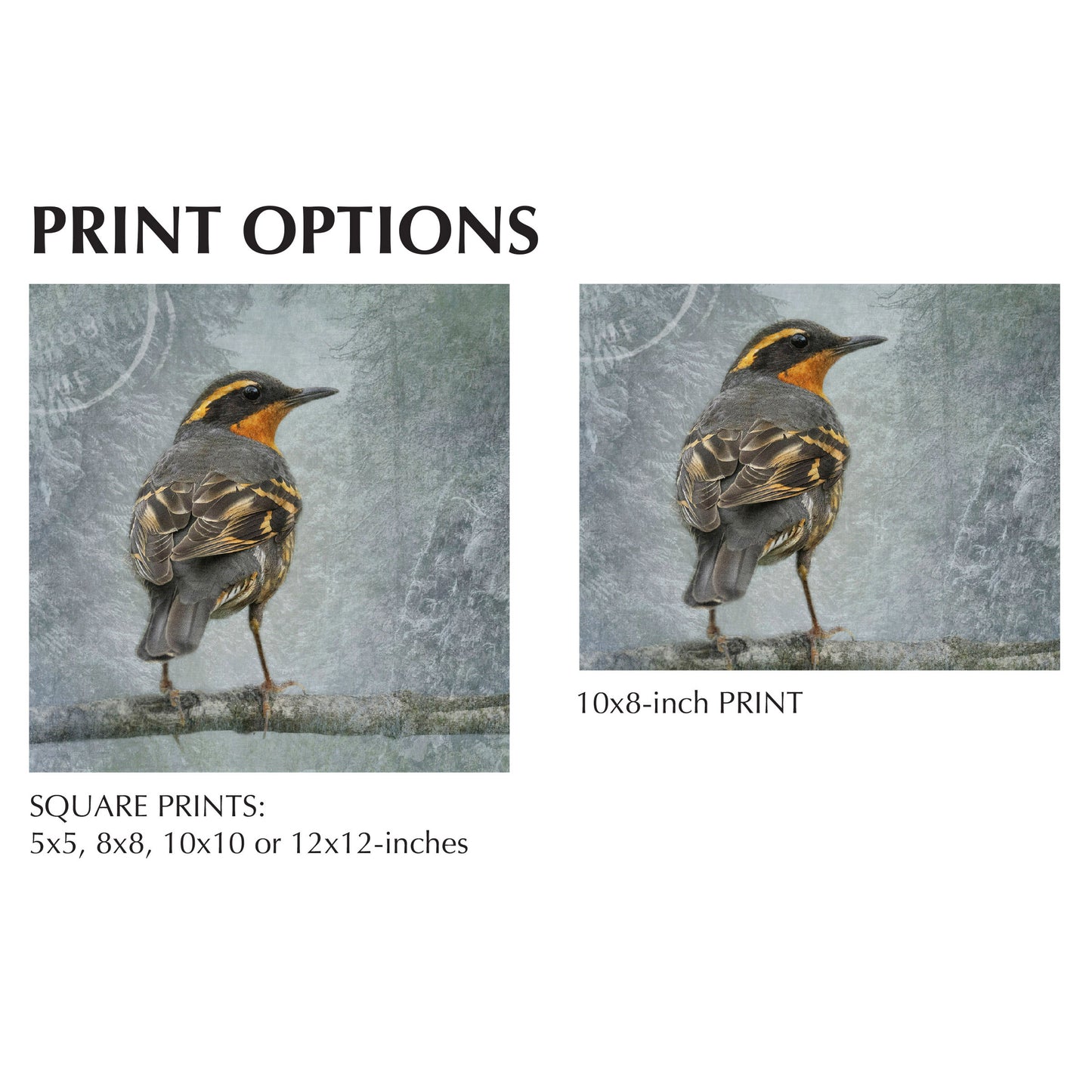 FOREST DREAMS - Fine Art Print, Garden Birds Series