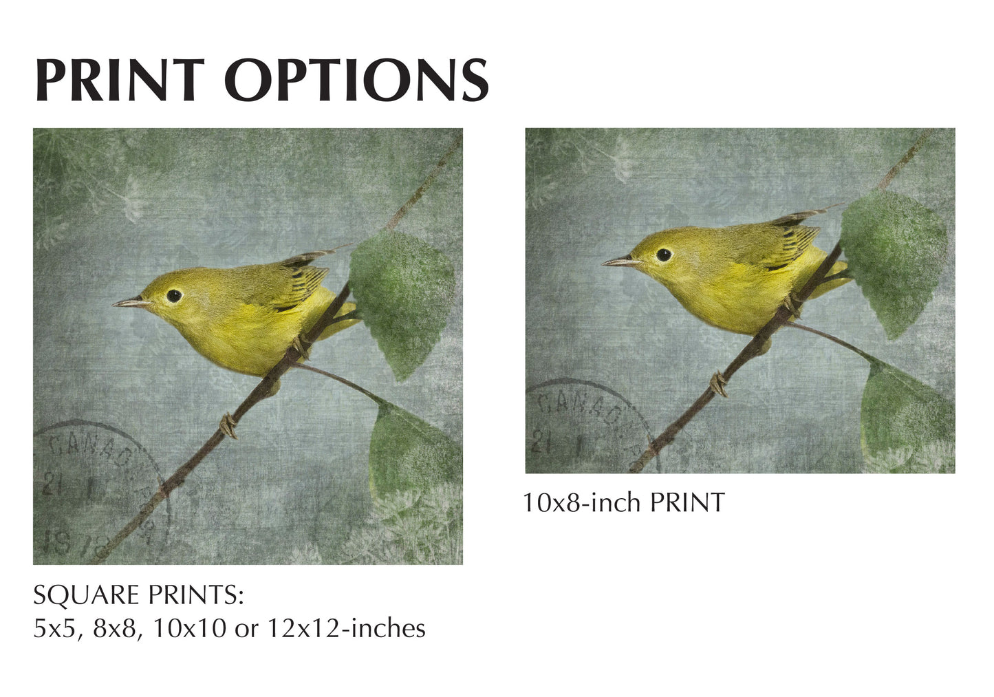 ORANGE CROWNED WARBLER - Fine Art Print, Garden Birds Series