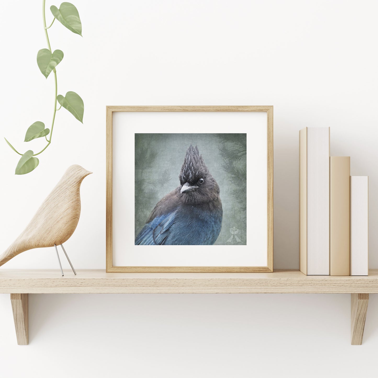 RAINY DAY STELLER'S JAY - Fine Art Print, Garden Birds Series