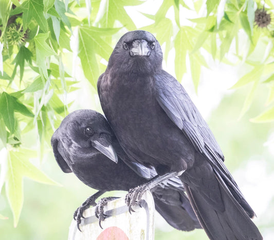 Two Crow Families