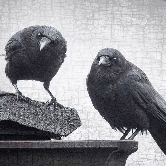 How to Make Friends with Crows: A Step-by-Step Guide to Befriending Crows