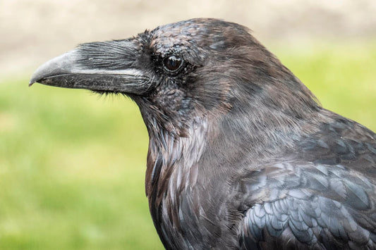 Raven Watching at the Tower of London