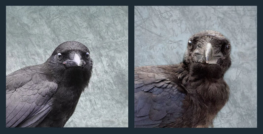 Crow Babies vs Raven Babies