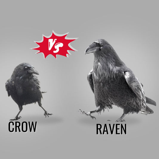 Crow versus Raven: Easy Ways to Tell the Difference