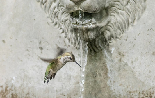 Novice Hummingbird