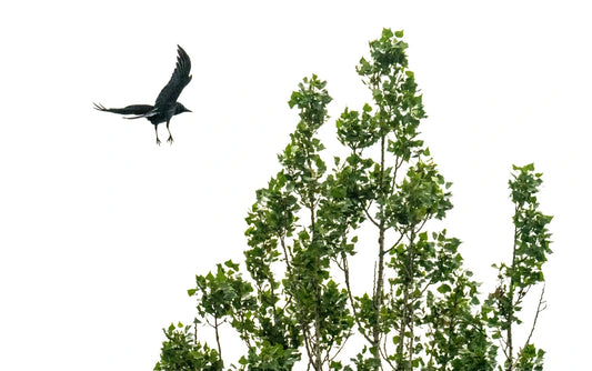 The Stadium, The Trees and Terrible Timing