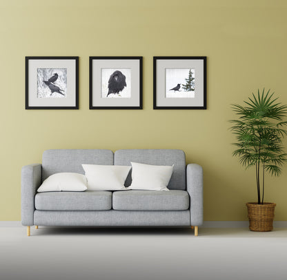 BRANCH RAVENS - Fine Art Print, Raven Portrait Series