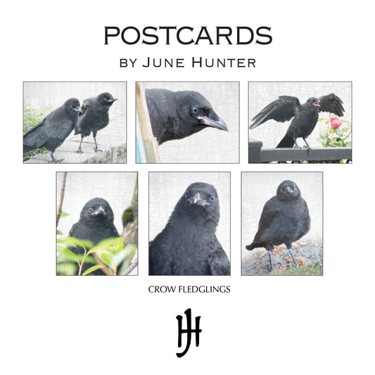 Set of 12 BABY CROW Postcards by June Hunter