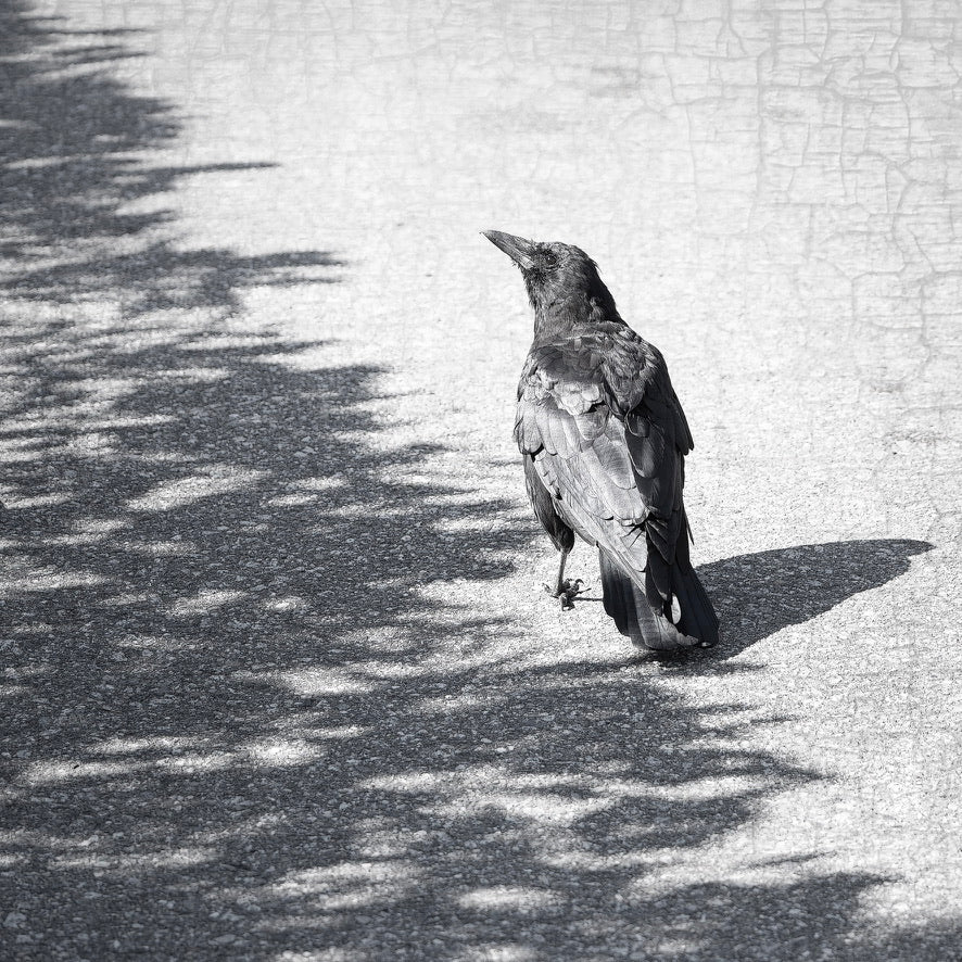 ON THE BORDERLINE - Fine Art Print, Crow Portrait Series