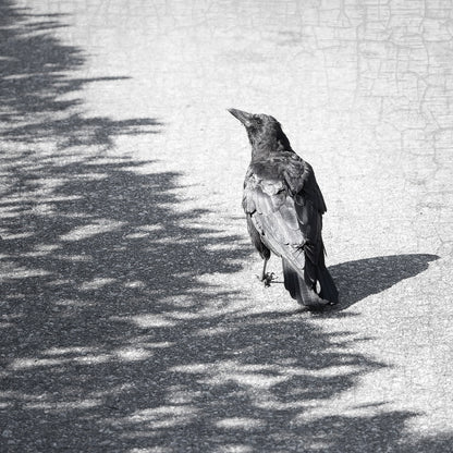 ON THE BORDERLINE - Fine Art Print, Crow Portrait Series