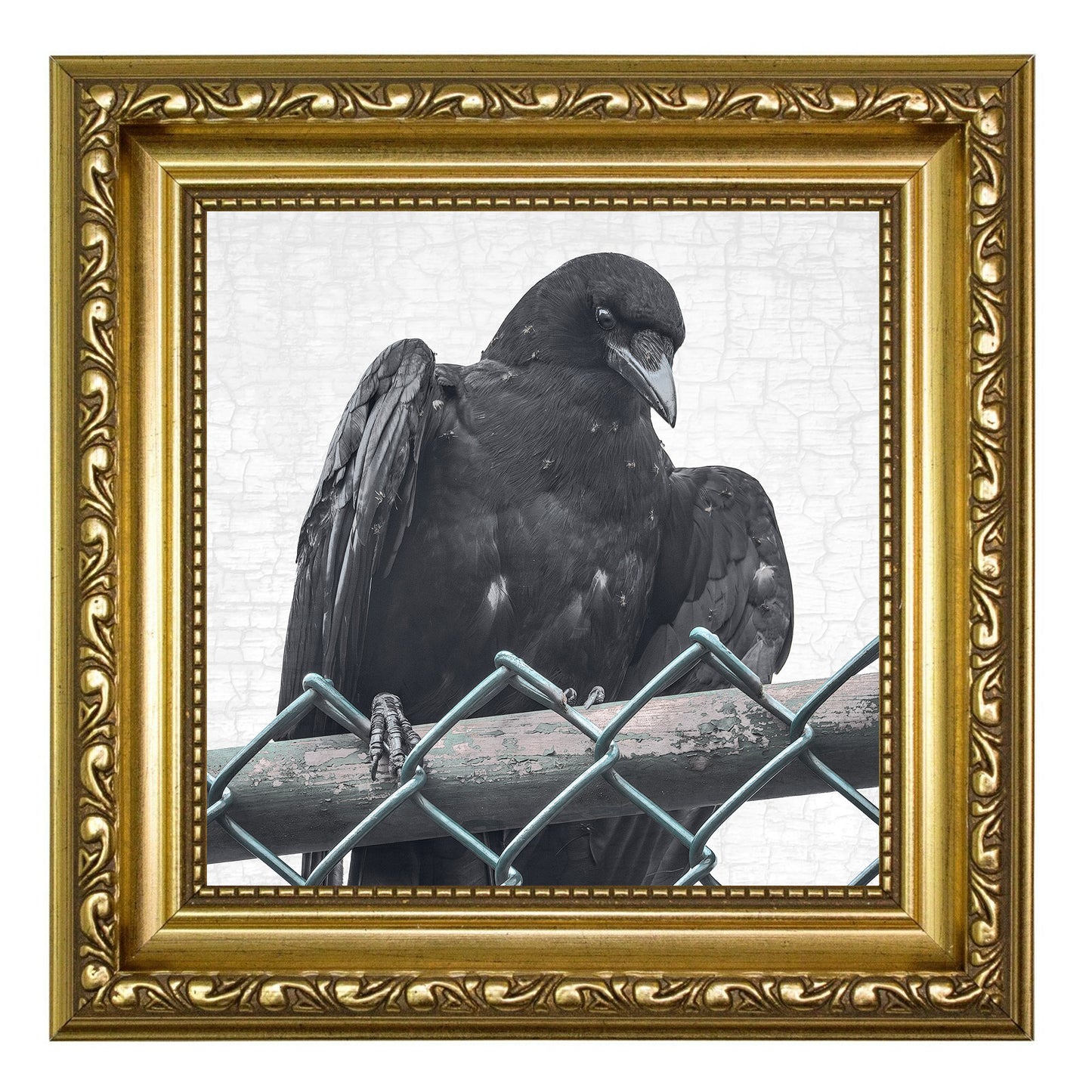 ANTING - Fine Art Print, Crow Portrait Series