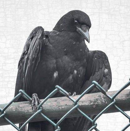ANTING - Fine Art Print, Crow Portrait Series