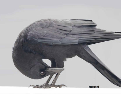 CITY CROW CALENDAR 2027 — Wall Calendar