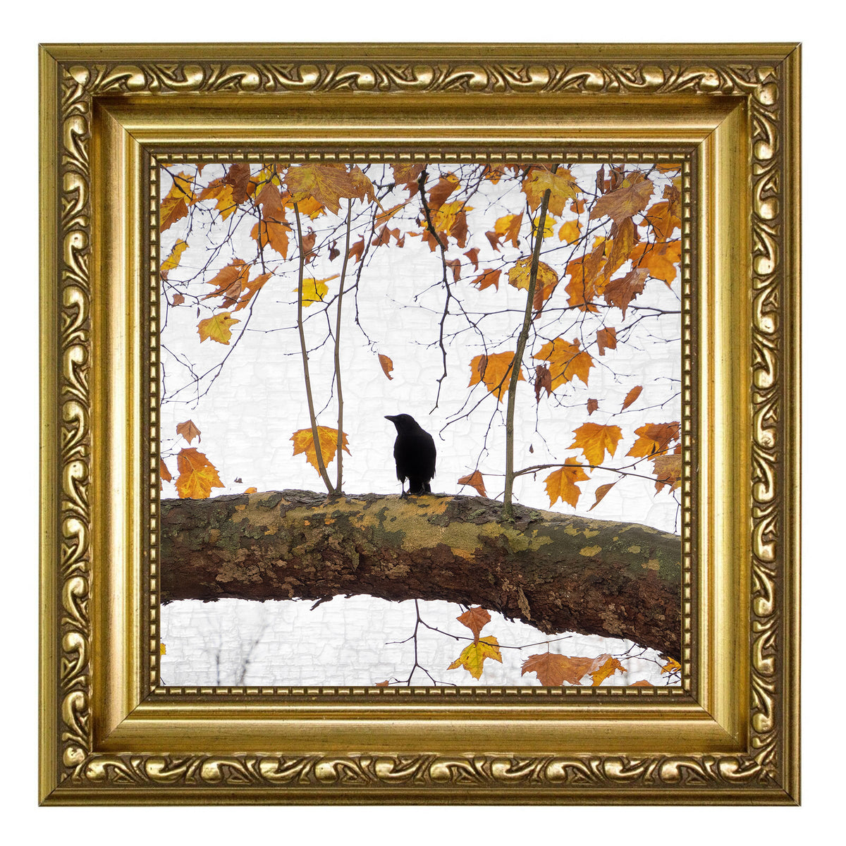 AUTUMN CROW - Fine Art Print, Crow Portrait Series