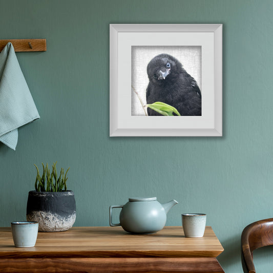 FIRST LOOK - Fine Art Print, Crow Portrait Series