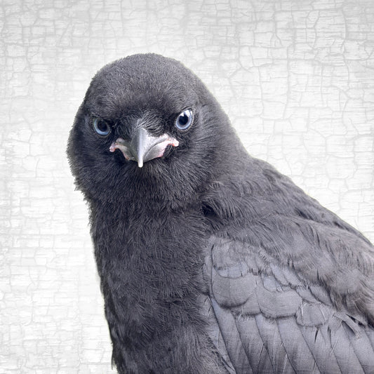 PRECOCIOUS - Fine Art Print, Crow Portrait Series