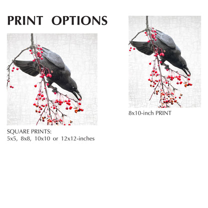 PRECISION - Fine Art Print, Crow Portrait Series