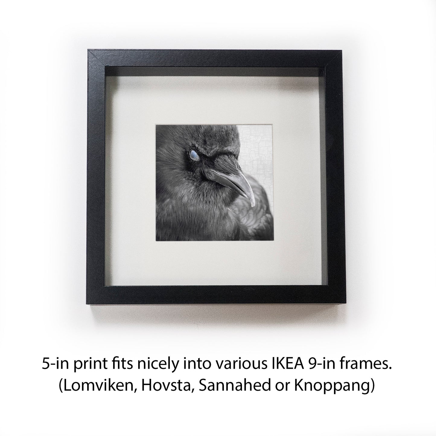 BLINK - Fine Art Print, Crow Portrait Series