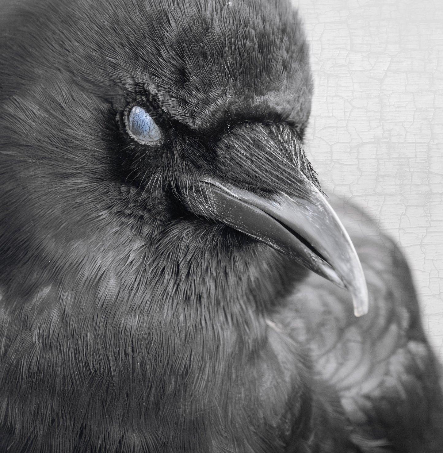 BLINK - Fine Art Print, Crow Portrait Series