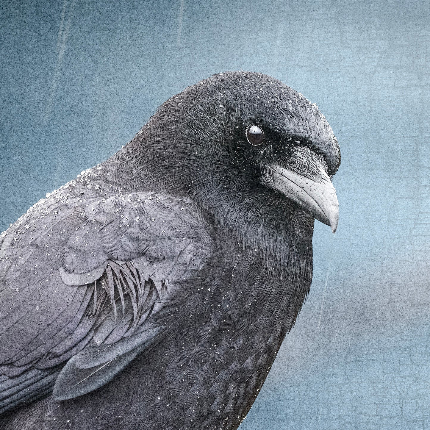 BLUE EARL - Fine Art Print, Crow Portrait Series