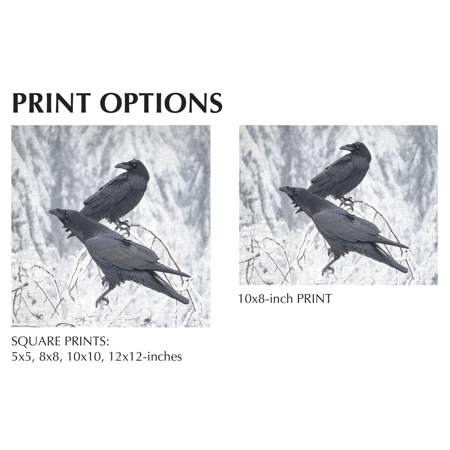 BRANCH RAVENS - Fine Art Print, Raven Portrait Series