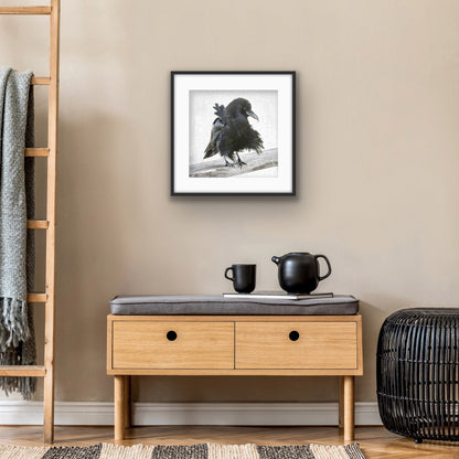 BREEZY BILL - Fine Art Print, Crow Portrait Series