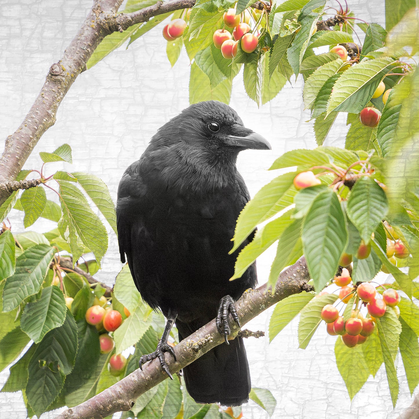 CHERRY CROW - Fine Art Print, Crow Portrait Series