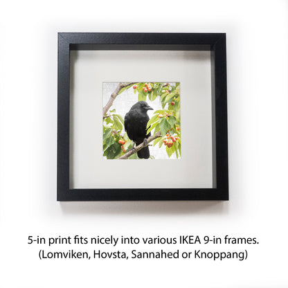 CHERRY CROW - Fine Art Print, Crow Portrait Series