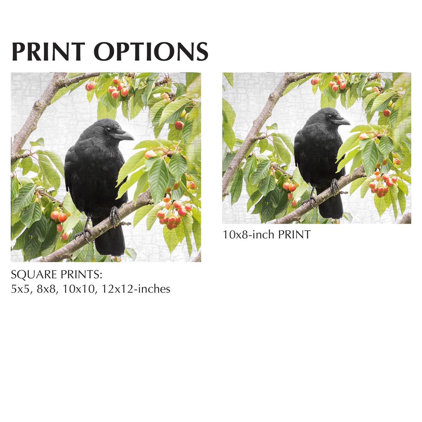 CHERRY CROW - Fine Art Print, Crow Portrait Series