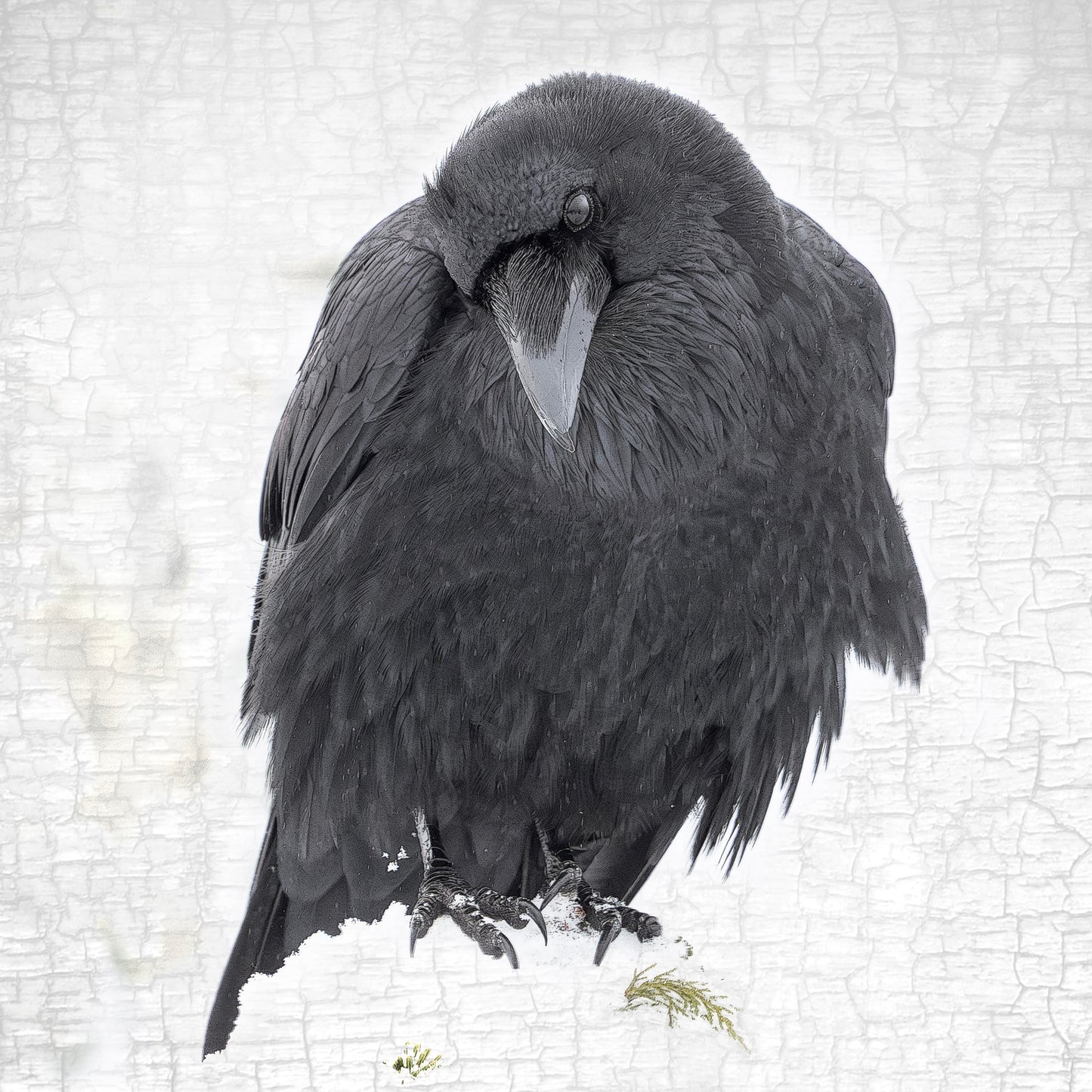 CONTEMPLATION - Fine Art Print, Raven Portrait Series