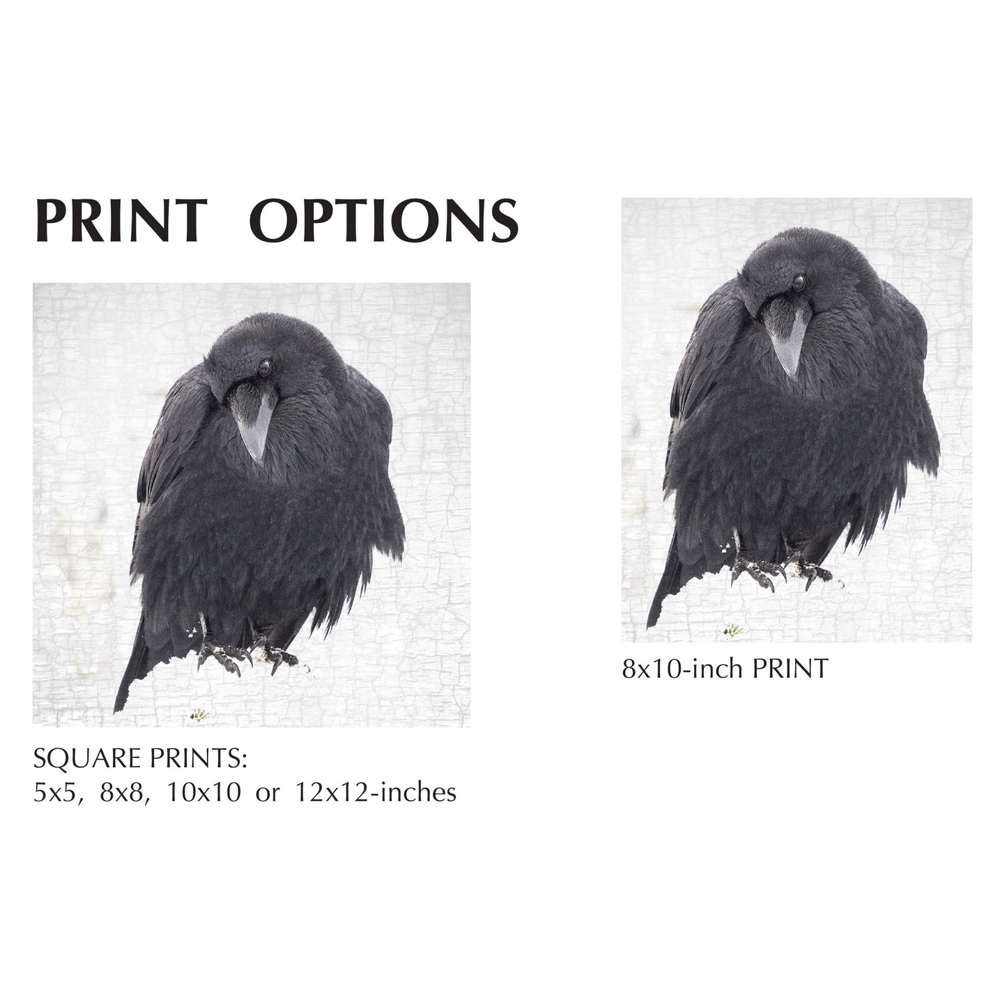 CONTEMPLATION - Fine Art Print, Raven Portrait Series