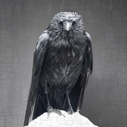 CLOAKED CROW - Fine Art Print, Crow Portrait Series