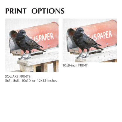 NEWS-CROW - Fine Art Print, Crow Portrait Series