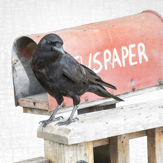 NEWS-CROW - Fine Art Print, Crow Portrait Series