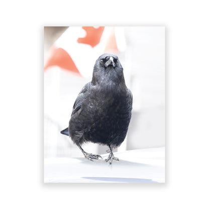 Set of 12 CROW CHARACTERS Postcards by June Hunter