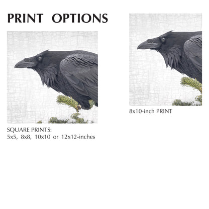ENTER RAVEN, STAGE RIGHT - Fine Art Print, Raven Portrait Series