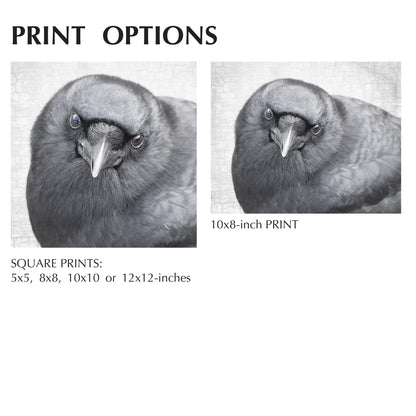 FEARLESS FRED - Fine Art Print, Crow Portrait Series