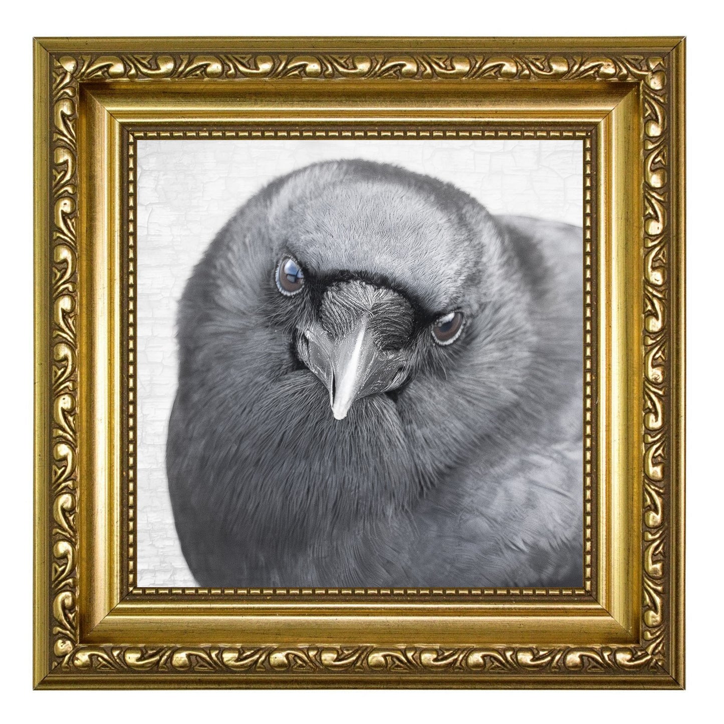 FEARLESS FRED - Fine Art Print, Crow Portrait Series