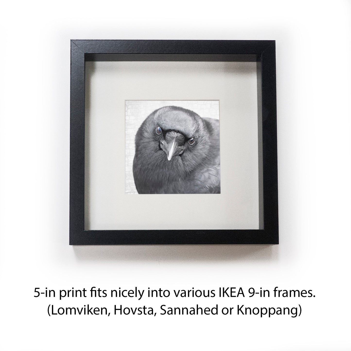 FEARLESS FRED - Fine Art Print, Crow Portrait Series