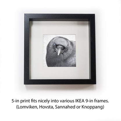 FEARLESS FRED - Fine Art Print, Crow Portrait Series