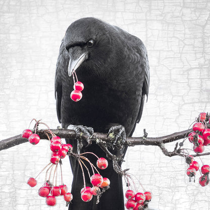 THE FEAST - Fine Art Print, Crow Portrait Series