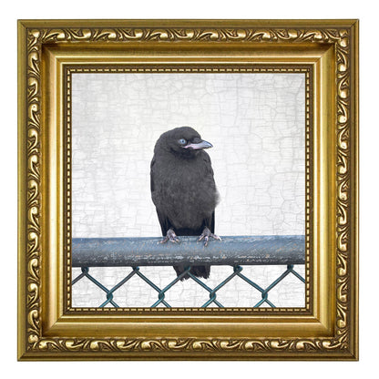 SITTING ON THE FENCE - Fine Art Print, Crow Portrait Series